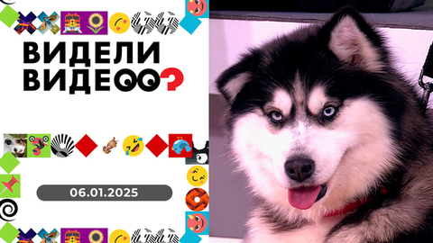 Питбуль-шпион; кошка-мем; спасение собаки. Видели видео? Новогодний выпуск