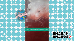 Воспитанная норка. Видели видео? Фрагмент