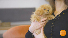 Собака, пойдем с тобой в кафе! Доброе утро. Суббота. Фрагмент