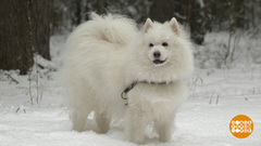 Кому мороз не страшен? Доброе утро. Фрагмент