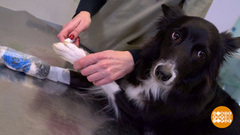 Обрабатываем собаке лапы после прогулки. Доброе утро. Фрагмент