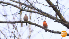 Зима, ты где? Доброе утро. Фрагмент