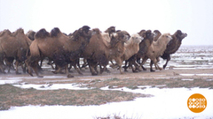 Современные технологии для современного чабана. Доброе утро. Фрагмент