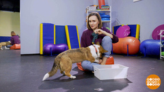 Собака, помоги собрать носки! Доброе утро. Суббота. Фрагмент