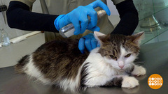 Блохи не пройдут! Доброе утро. Фрагмент