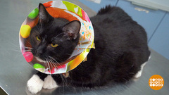 Делаем защитный воротник для кота. Доброе утро. Фрагмент