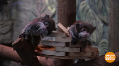 В зоопарках — пополнение! Доброе утро. Фрагмент