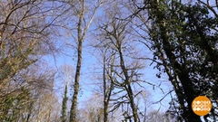 Здесь будет лес! Самшитовый… Доброе утро. Фрагмент