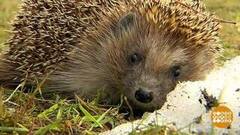 Спите, ежики, еще зима... Доброе утро. Фрагмент