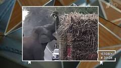 Видео недели. Люди и животные. Человек и закон. Фрагмент