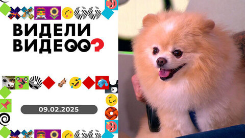 Шпиц-серфингист; нежная дружба; одна миска на двоих. Видели видео?