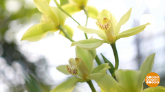 Февральская хандра, уходи! Доброе утро. Фрагмент