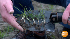 Теплая зима: что с озимыми? Доброе утро. Фрагмент