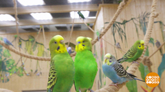 Попугаи — птички с характером... Доброе утро. Суббота. Фрагмент