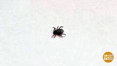 Клещи проснулись! Защищаемся! Доброе утро. Суббота. Фрагмент