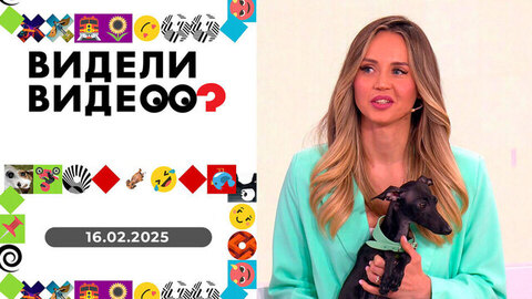 Попугай-террорист, кот-циник, йога с левреткой. Видели видео?