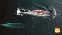 Кит, я тебя знаю! Доброе утро. Фрагмент