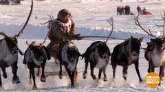 День оленевода: большой праздник весны! Доброе утро. Фрагмент