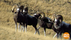 Природа, давай жить дружно! Доброе утро. Фрагмент