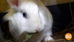 Диета для кролика. Доброе утро. Фрагмент