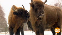 Зубров посчитали! А выхухоли прячутся... Доброе утро. Фрагмент