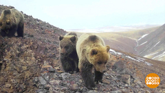 Мишки просыпаются! Доброе утро. Фрагмент