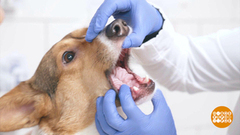 Собака, давай почистим зубы! Доброе утро. Фрагмент