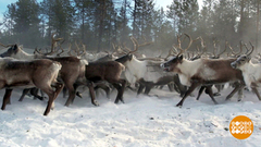 Оленей по весне считают. И вакцинируют... Доброе утро. Суббота. Фрагмент