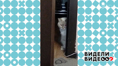 Ревнивая кошка. Видели видео? Фрагмент