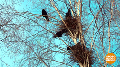 Грачи прилетели! Или еще нет? Доброе утро. Фрагмент