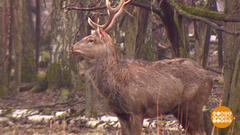 Теперь точно весна! Астрономическая... Доброе утро. Фрагмент