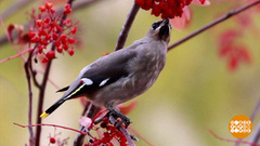 Весна – пьянит! Птичек… Доброе утро. Фрагмент