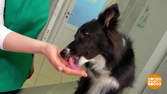 Собака, прими таблетку! Доброе утро. Фрагмент