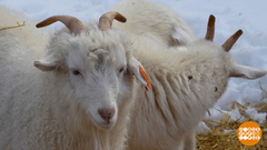 Чешут белых, чешут серых… коз! Доброе утро. Фрагмент