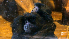 У зверушек — весна! У зверушек — романтика… Доброе утро. Фрагмент