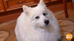 Если в доме собака… Доброе утро. Фрагмент