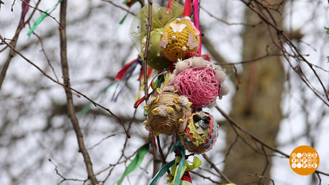 Где растет пасхальное дерево? Во Владимире! Доброе утро. Фрагмент