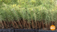 С чего начинается лес? Доброе утро. Фрагмент