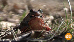 Жабы, вперед к семейному счастью! Доброе утро. Фрагмент