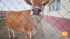 Приходите же скорее, добрый доктор Айболит! Доброе утро. Суббота. Фрагмент