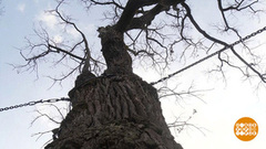 Дуб, да ты долгожитель! Доброе утро. Суббота. Фрагмент