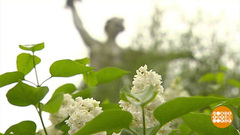 Ветка сирени — символ Победы. Доброе утро. Фрагмент