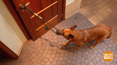 Собака, закрой дверь! Доброе утро. Фрагмент