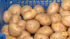 Молодая картошечка: откуда приехала? Доброе утро. Фрагмент