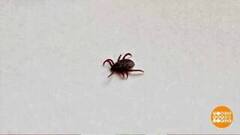 Страховка от клещей: а нужна? Доброе утро. Фрагмент