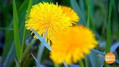 Одуванчик: красивый, полезный... и вкусный! Доброе утро. Фрагмент