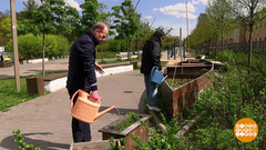 Общественный огород: грядка в центре мегаполиса. Доброе утро. Суббота. Фрагмент