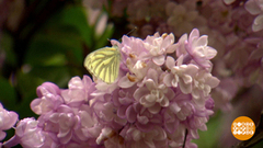 Сирень цветет! Любуемся, но не рвем! Доброе утро. Фрагмент