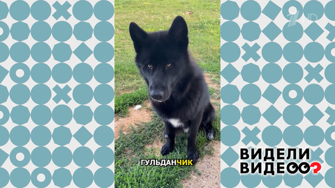 Волкособ Гудлан. Видели видео? Фрагмент
