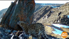 Ирбисы, сколько вас? Доброе утро. Фрагмент